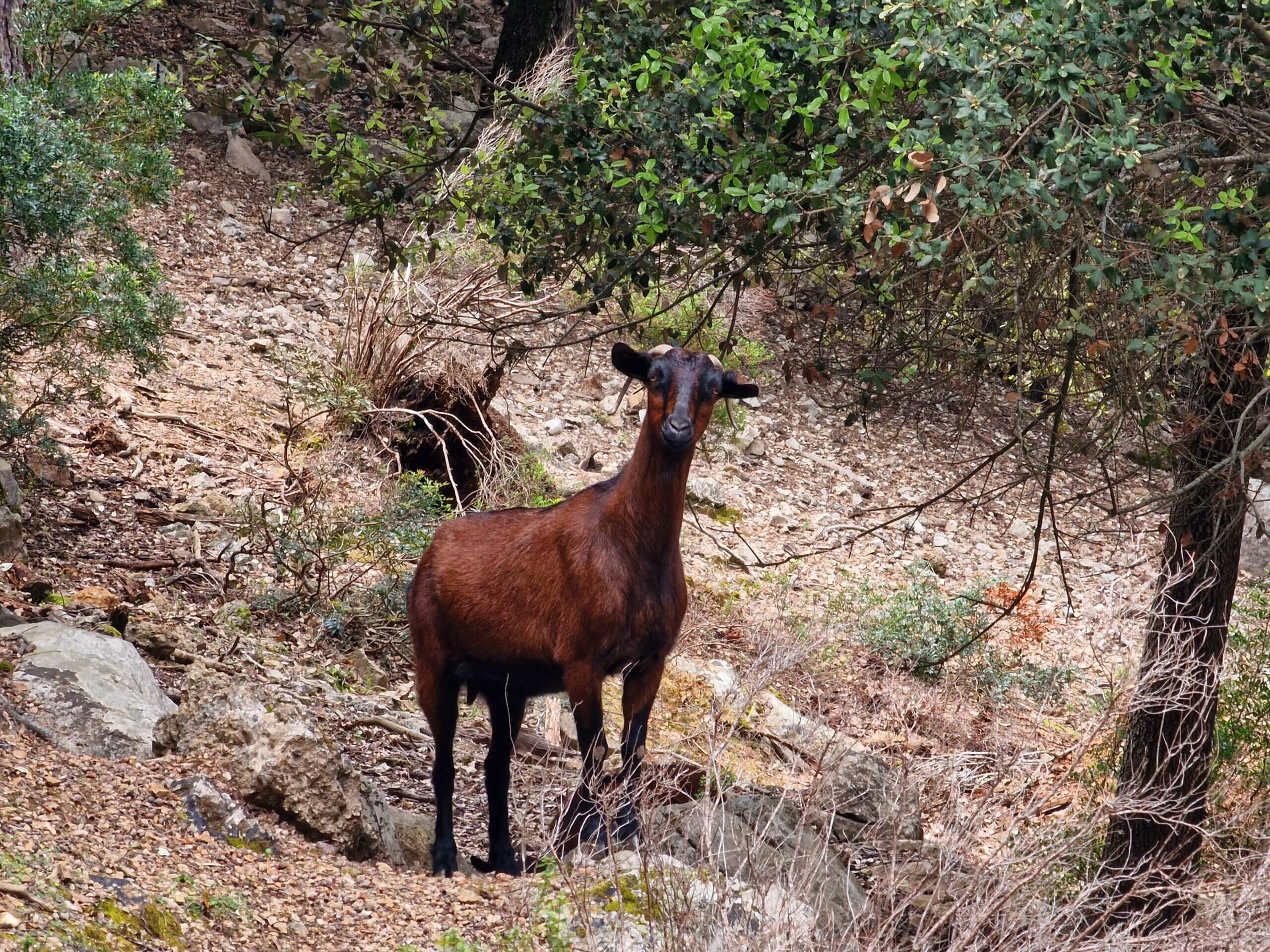 Hiking Puig de Galatzó: One of Mallorca’s Best Trails