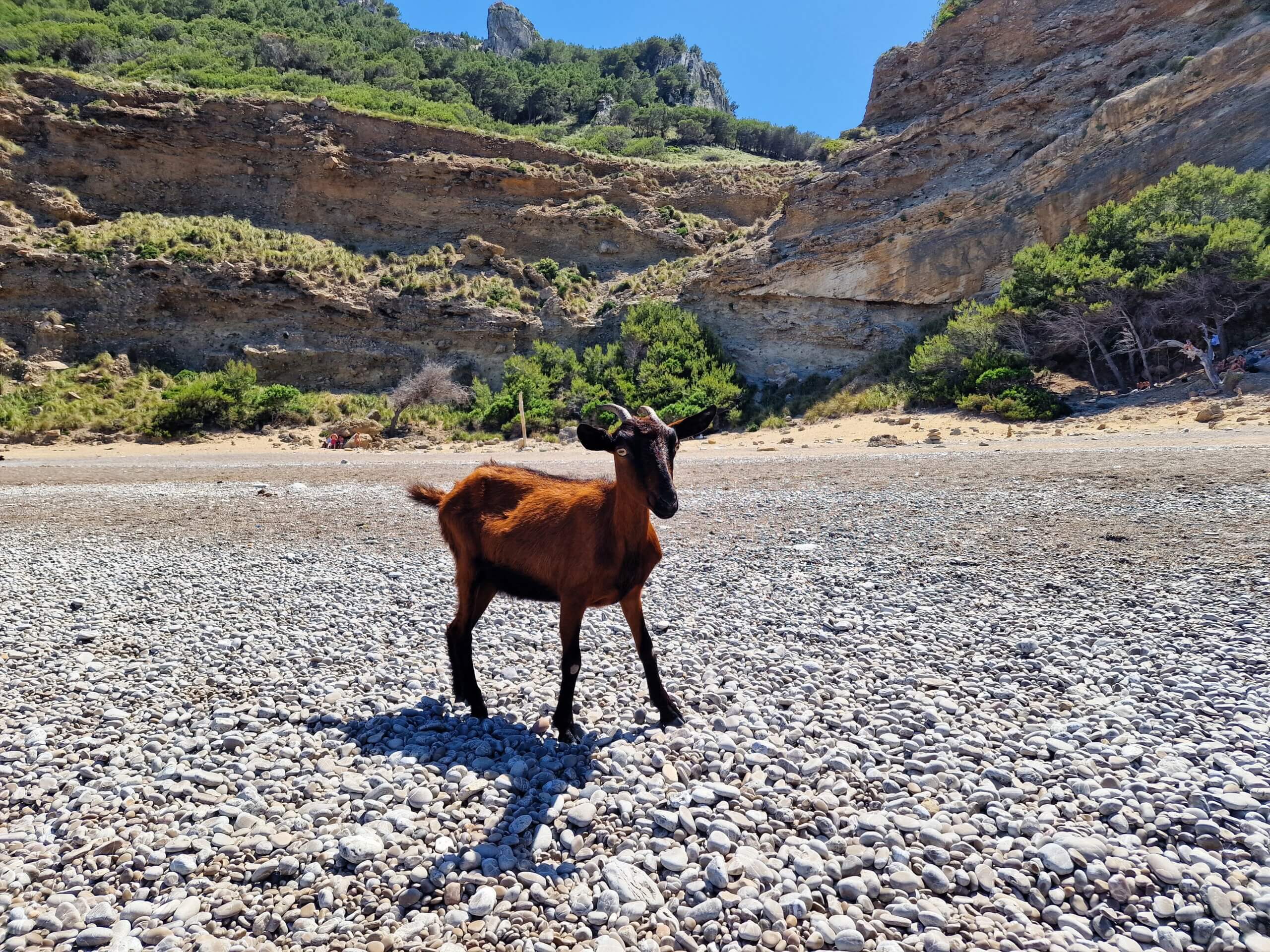 Coll Baix Beach Guide: Hidden Gem near Alcudia, Mallorca